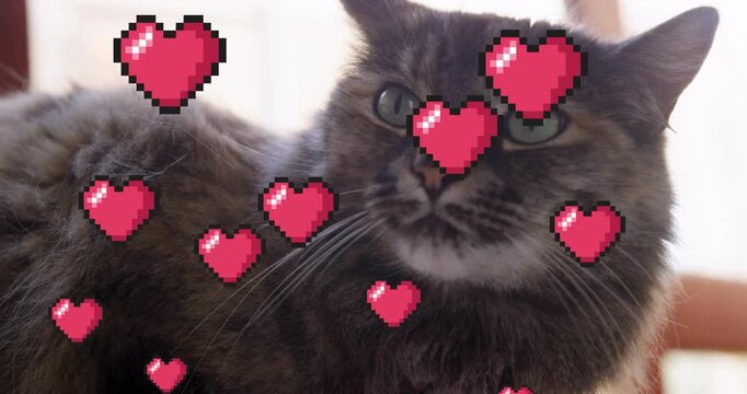 Vertical video: Sitting tabby cat on chair at home, pixel hearts appearing and growing across face