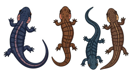 Obraz premium Set of colorful salamander and newt illustrations, top view vector collection on white background