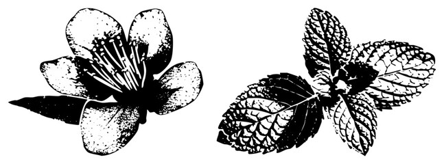 Naklejka premium Black and white botanical print of flower and mint leaves, vintage illustration, halftone texture, natural elements, herbal design, engraved style, plant art.