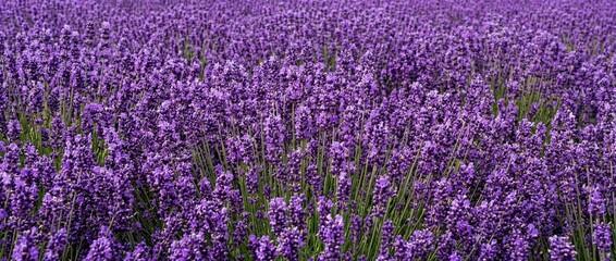 Fototapeta premium Dense Layer of Purple Lavender Flowers Filling the Entire Frame