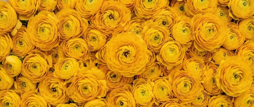 Close Packed Yellow Ranunculus Flowers Filling Entire Frame Flower Texture