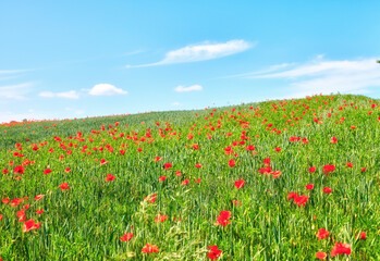 Obraz premium Field, grass and countryside with flowers in nature for environment, landscape and floral botany. Sustainability, spring season and meadow with plants outdoor for ecology, destination and growth