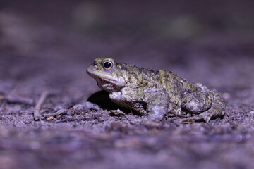Close-up of a common toad or European toad (bufo bufo), a frog found throughout most of Europe, camouflaged on a forest path in spring at the time of toad migration, Weserbergland, Germany  © Dennis Eid