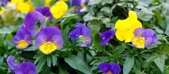 Beautiful bright pansies flowers, violets close up, nature background. flower bed with blooming yellow-purple pansy flowers. spring summer floral nature image. template for design.
