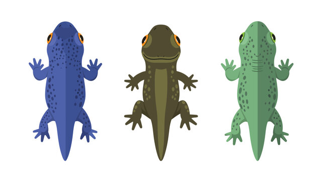 Diverse Newts Illustration Set: Blue, Olive, Green Amphibians. Top view vector design for wildlife and nature themes.