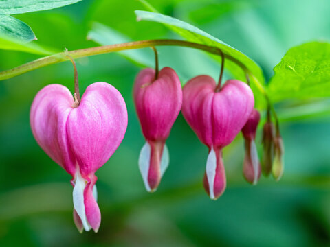 Nahaufnahme der h&uuml;bschen Bl&uuml;ten der Zierpflanze Tr&auml;ndendes Herz, Lamprocapnos spectabilis