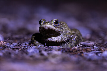 Close-up of a common toad or European toad (bufo bufo), a frog found throughout most of Europe, camouflaged on a forest path in spring at the time of toad migration, Weserbergland, Germany  © Dennis Eid