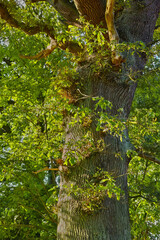 Fototapeta premium Forest, environment and leaves with trees in nature for landscape, summer season or foliage. Sustainability, plants and conservation park with woods and trunk outdoor for growth and destination
