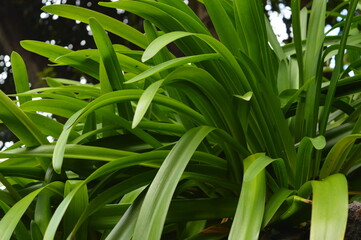 Obraz premium close up of green grass