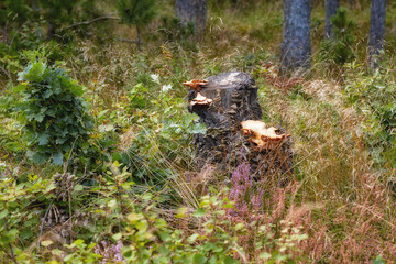 Ecology, nature and tree trunk with plants outdoor for environment conservation or protection. Ecosystem, fungi and green with natural growth in wilderness location for earth background or wallpaper