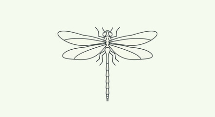 Dragonfly Insect Illustration Detailed Line Art. © TDF CREATIVE