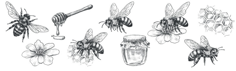 Set of vintage honey bee illustrations in engraving line art style. Hand drawn black and white vector insects isolated on white background for logos, packaging, labels, nature design © Julia