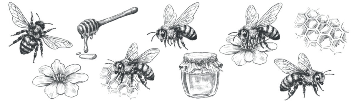 Set of vintage honey bee illustrations in engraving line art style. Hand drawn black and white vector insects isolated on white background for logos, packaging, labels, nature design