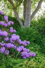 Fototapeta premium Background, environment and garden with purple flowers outdoor, conservation or growth. Nature, shrub and spring with rhododendron growing in remote location for ecosystem or habitat sustainability