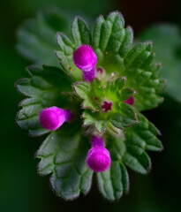 Unopened dead nettle flower buds