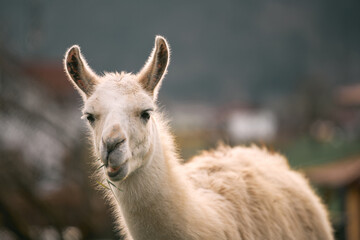 Obraz premium Fluffy white llama chewing grass in the sun