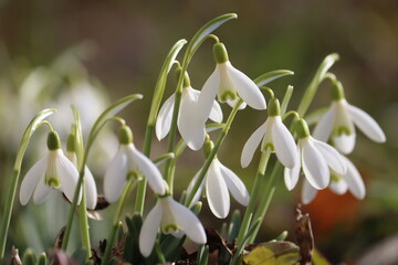 Naklejka premium Flowering white snowdrop (Galanthus nivalis) plants in spring garden