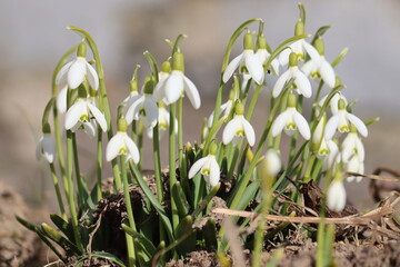 Obraz premium Flowering white snowdrop (Galanthus nivalis) plants in spring garden