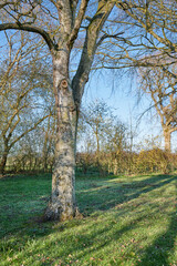 Obraz premium Tree, grass and plants in forest with growth, flora blossom or sustainable environment for ecology. Serene ecosystem, moss and botany outdoor in nature with eco friendly vegetation, leaves or foliage