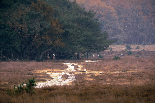 Dutch nature landscape in Bussum, The Netherlands