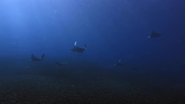 Dozens of Mobula rays gather in Raja Ampat to hunt the big schools of anchovies. These videos show their hunting behaviour and how they attack the schools of anchovies. Clip 21 of 27