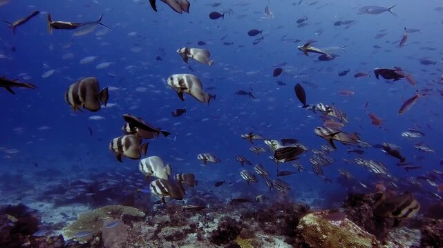 Schooling batfish display unusual behaviour by swimming sideways while being surrounded by a large number of small fish