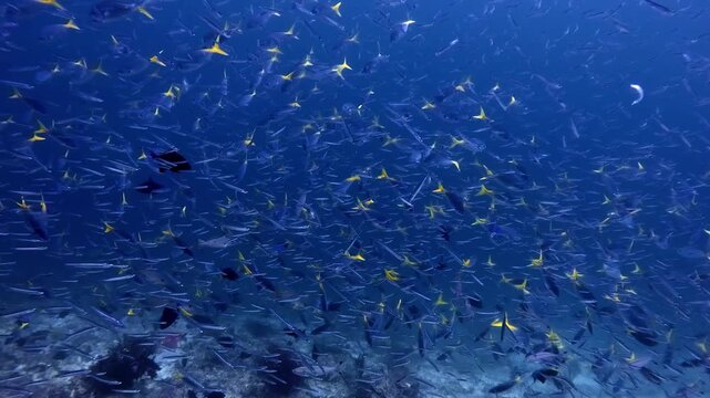 Large numbers of small fish swimming in hypnotic formations above a coral reef