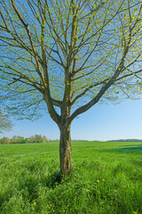 Fototapeta premium Grass, field and countryside with trees in nature for environment, landscape and botany. Sustainability, spring season and woods with plants outdoor for ecology, destination and growth in Denmark