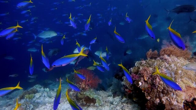 Trevallies swimming below a large number of fusiliers