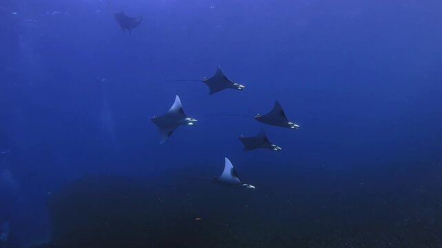 Dozens of Mobula rays gather in Raja Ampat to hunt the big schools of anchovies. These videos show their hunting behaviour and how they attack the schools of anchovies. Clip 07 of 27