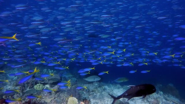 Large number of small fish with predator fish swimming below them above a coral reef