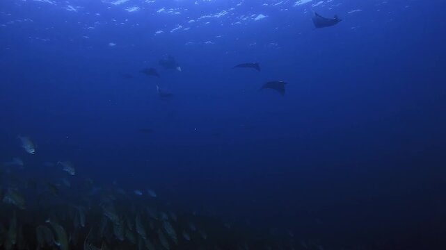 Dozens of Mobula rays gather in Raja Ampat to hunt the big schools of anchovies. These videos show their hunting behaviour and how they attack the schools of anchovies. Clip 01 of 27