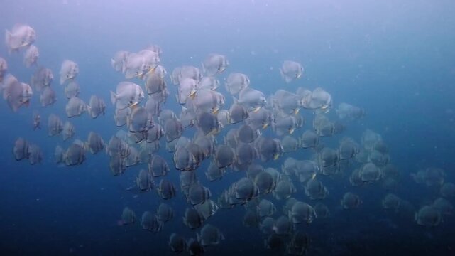 A very big school of batfish (spade fish) swimming in deep nutrient rich water