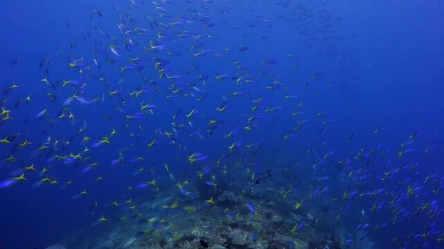 Schooling yellow tail fusiliers in deep blue water above a coral reef