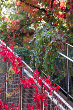 Outdoor urban staircase beside a fence with ivy foliage in autumn showing colorful leaves and strong leading lines from steps and handrail