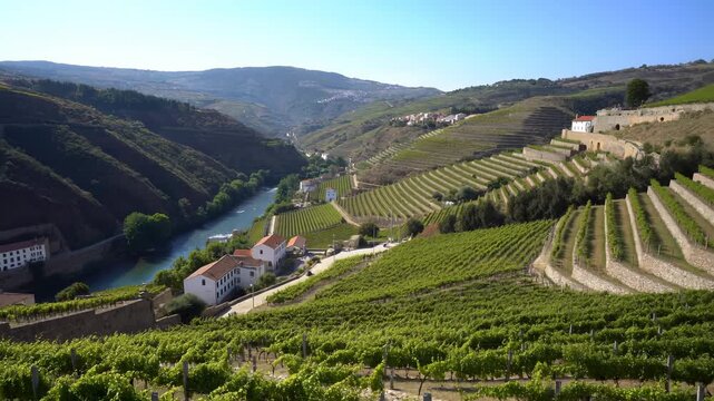 Sunlit Rows Of Grapevines In Landscape. Aerial View Of Lush Vineyard Nestled Among Rolling Hills