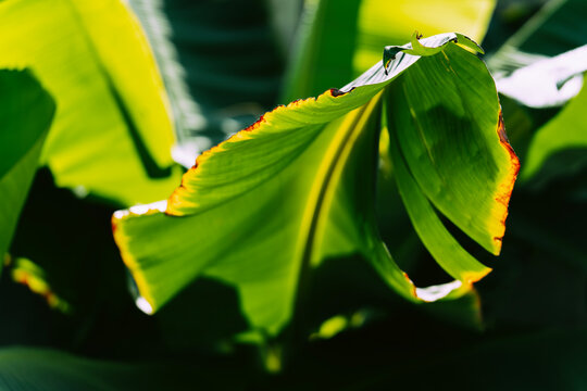 tropical banana leaf, green nature background