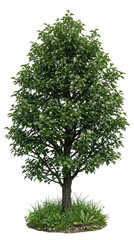 Fototapeta premium Black Hawthorn Full Grown Mature Deciduous Tree Shrub Realistic Photo Image