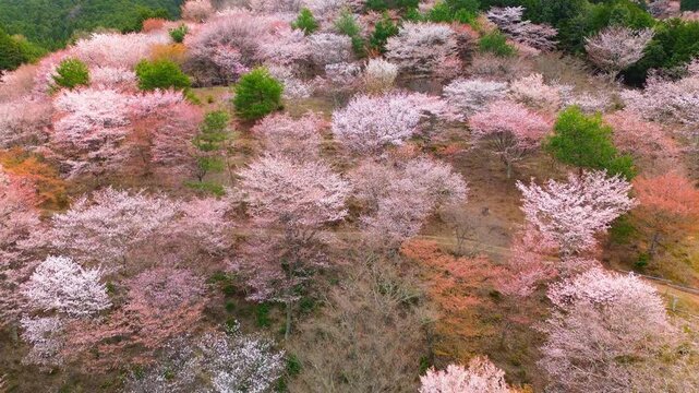 Aerial view of Mount Yoshino, Nakasenbon, covered with hundreds of colorful cherry blossom trees in full bloom, in soft morning light, zoom out, sakura season in spring, Nara, Japan.