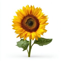 Obraz premium Bright sunflower standing tall with green leaves on a plain background during daylight hours