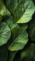 Fototapeta premium Vibrant Collection of Fresh Leafy Greens Textures, Packed with Nutrients for Healthy Eating Choices