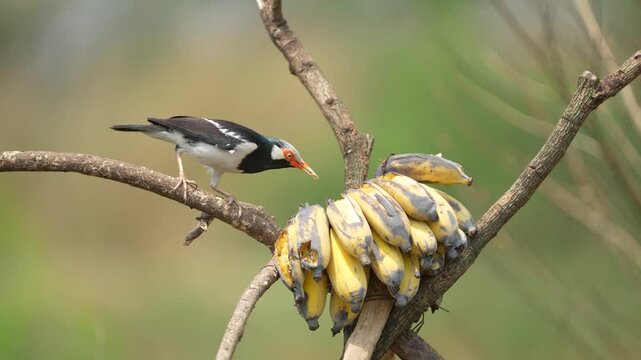 Siamese Pied Myna Pied Mynas or Asian Pied Starlings Sturnus contra eating a ripe banana.	
