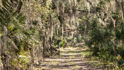 Forest Trail with Spanish Moss at Orlando Wetlands Florida