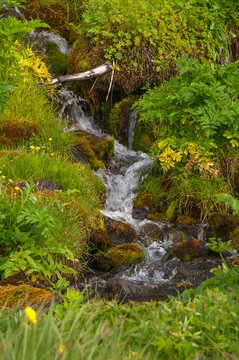 Seljalandsfoss Iceland, stream surrounded by grasses and wildflowers