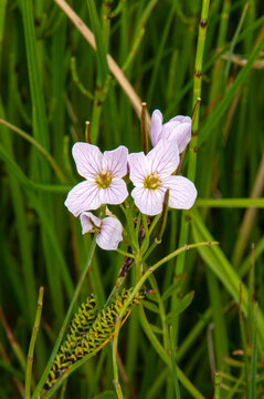 Seljalandsfoss Iceland, pink flowers of cardamine pratensis, or cuckoo flower.