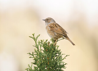 Heckenbraunelle auf der Konifere
