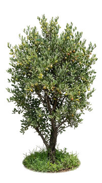 Jojoba Bush Realistic Image Isolated on Transparent Background for Arid Landscape Design