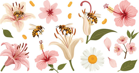 Bee Pollination and Spring Flower Vector Set with Lily, Hibiscus, Daisy and Blossoms Botanical Nature Illustration Collection © Maslima
