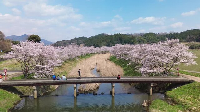 Aerial view of cherry blossoms in full bloom along both sides of the Uda River, people viewing sakura from a bridge on a sunny spring day in the countryside of Uda, Nara. Cherry Blossom in Japan