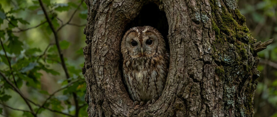 Fototapeta premium Alert Tawny Owl with large dark eyes peering intently from natural hollow inside rough, moss-covered oak tree trunk in lush forest setting